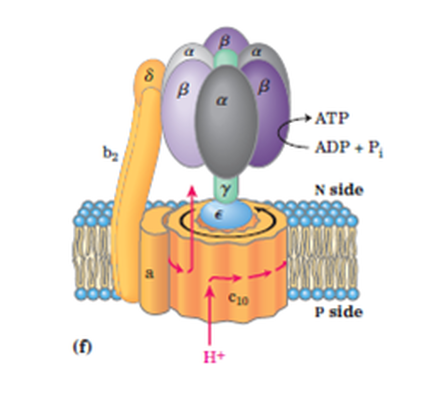 SOLVED: If an ATP synthase contains 15 c subunits, 3 Î± subunits, and 3 Î²  subunits, how many protons must pass through this complex for every ATP  molecule synthesized and transported to the cytosol, assuming that each ATP  synthesized requires one ...